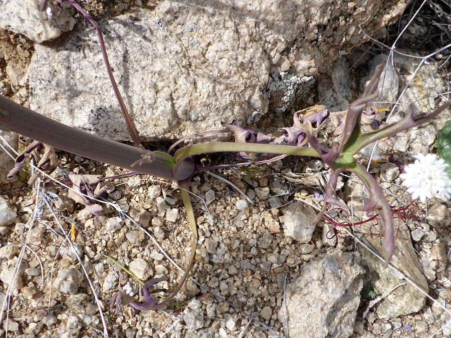 Base of a stem