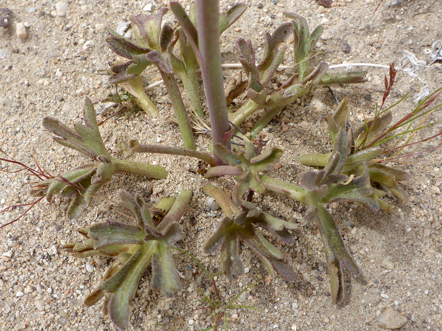 Lobed leaves