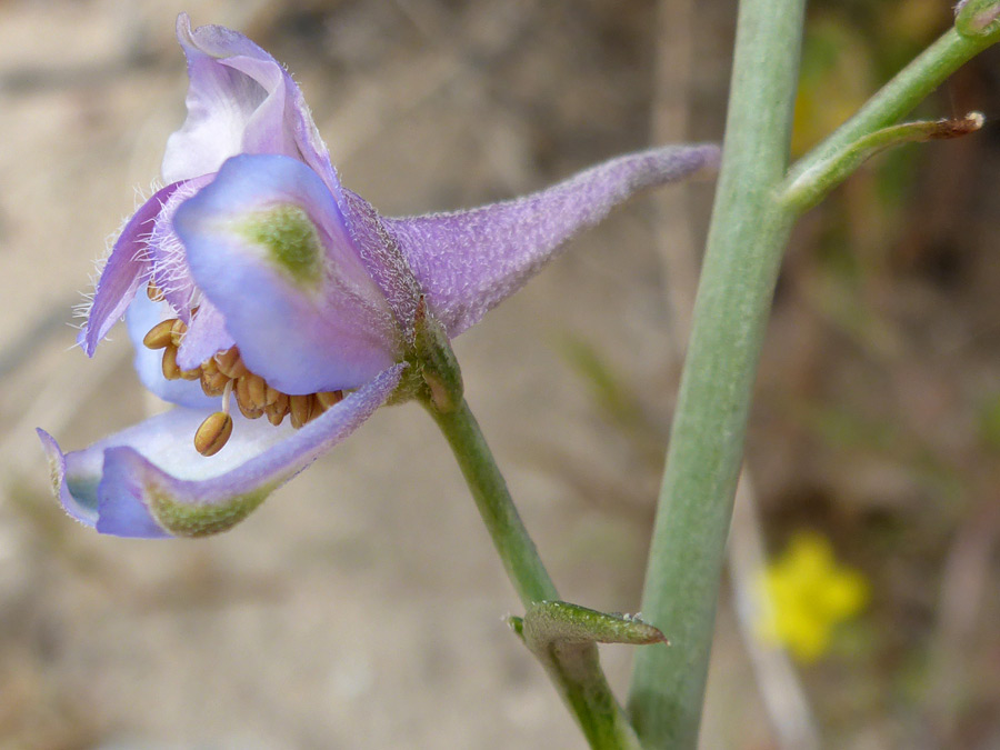 Light brown anthers