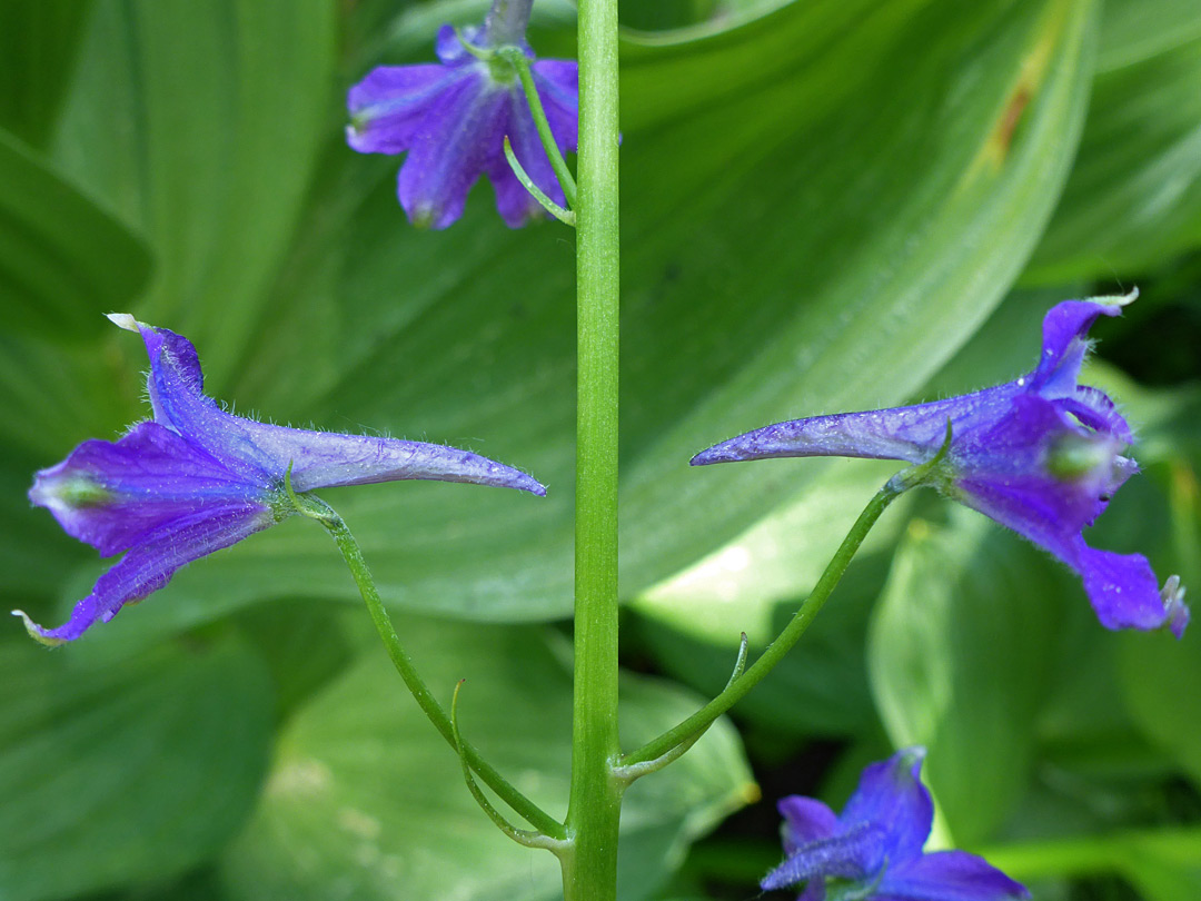 Opposite flowers