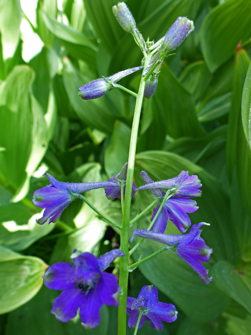 Flowering stem