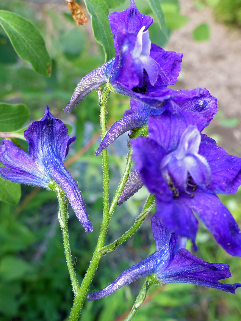 Blue flowers