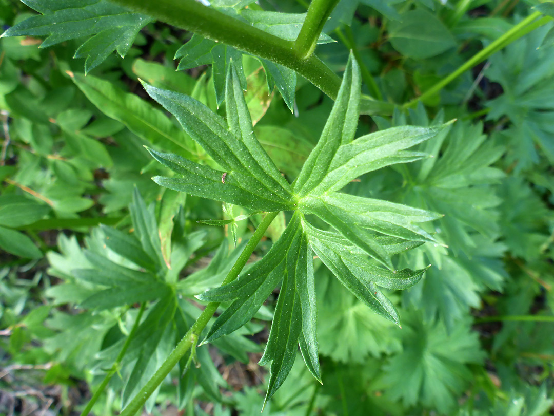 Lobed leaf