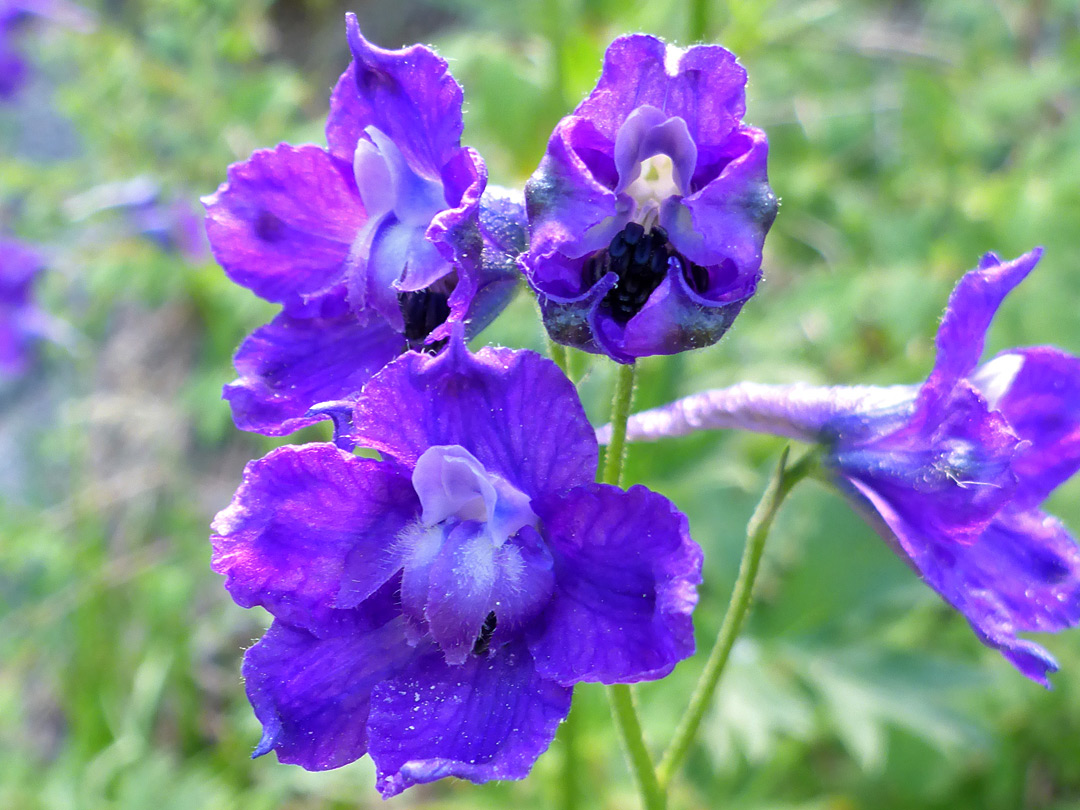 Blue sepals and petals