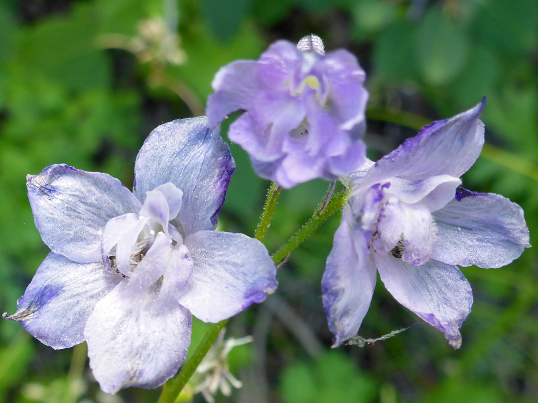 Whitish flowers