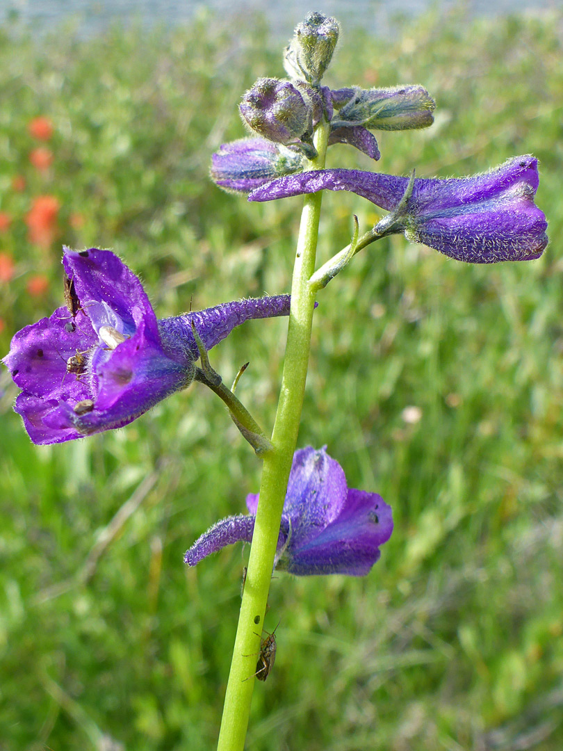 Hairy petals