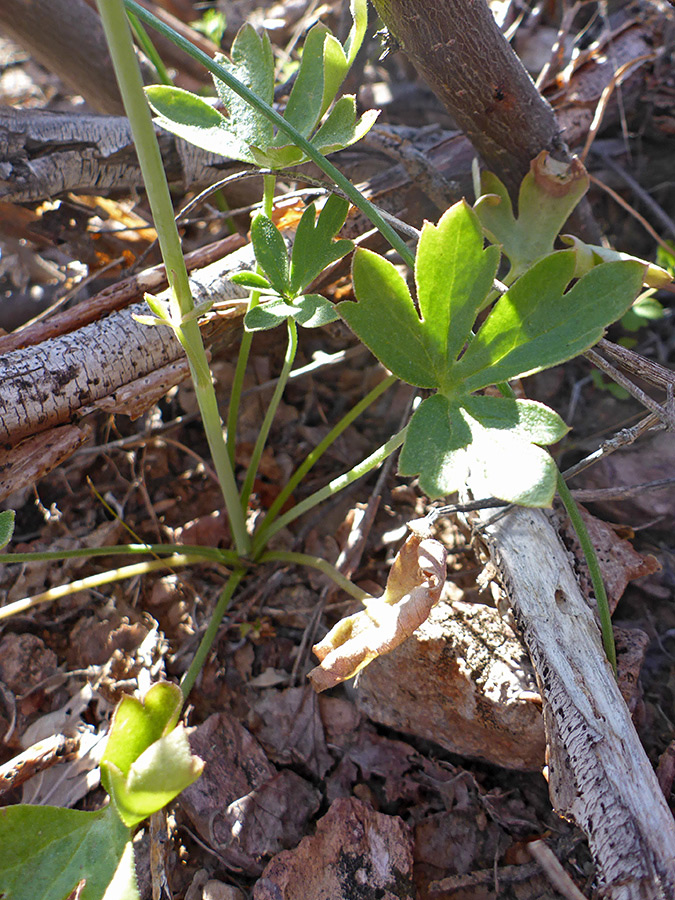 Basal leaves