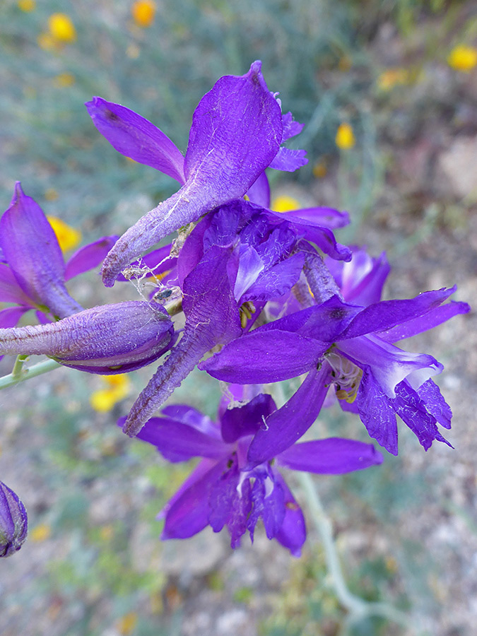 Purple flowers