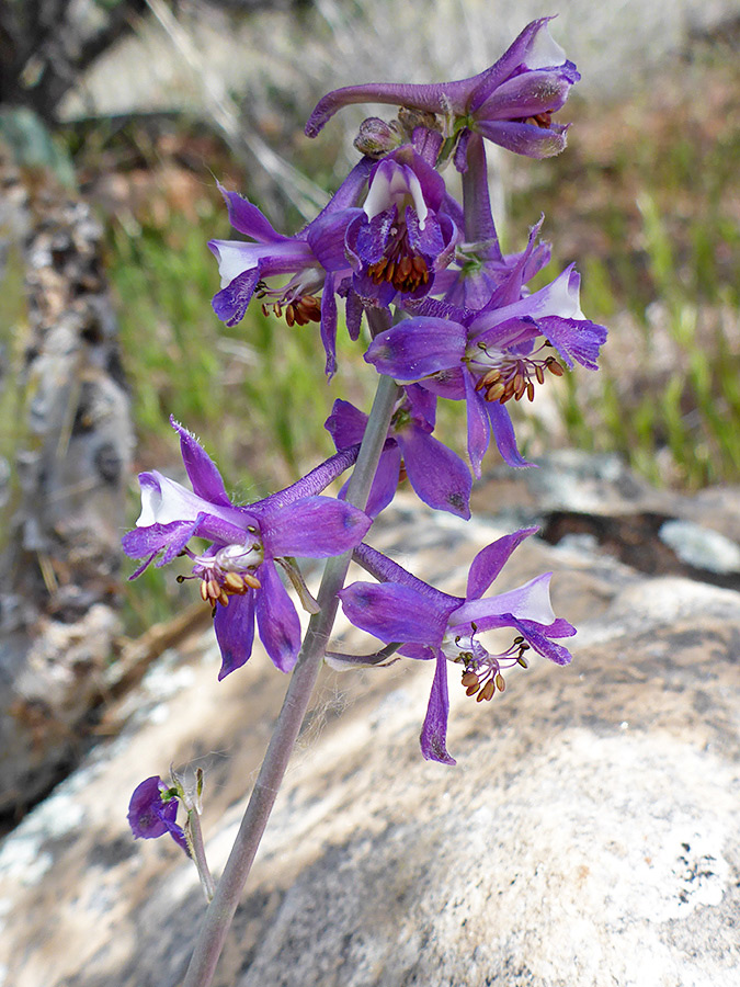 Group of flowers