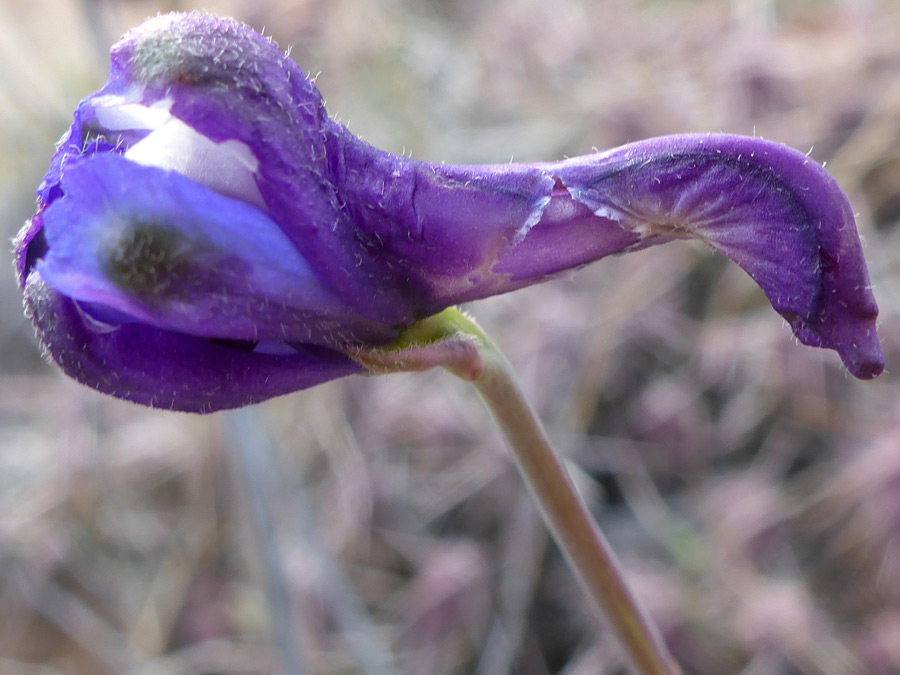 Blue-purple flower