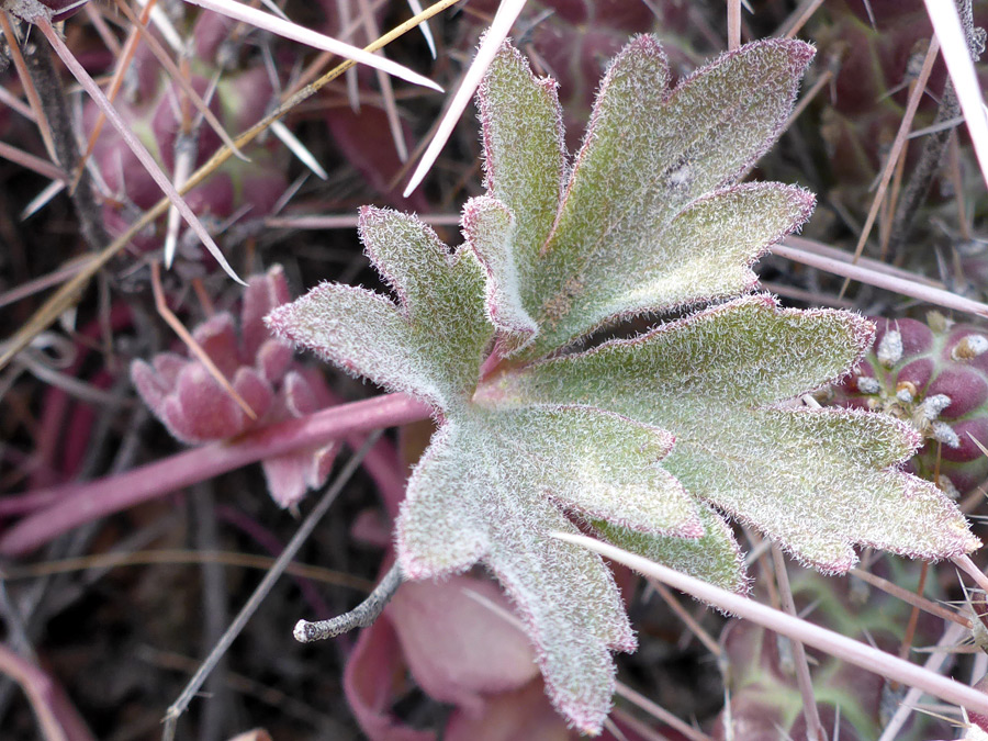 Hairy leaf