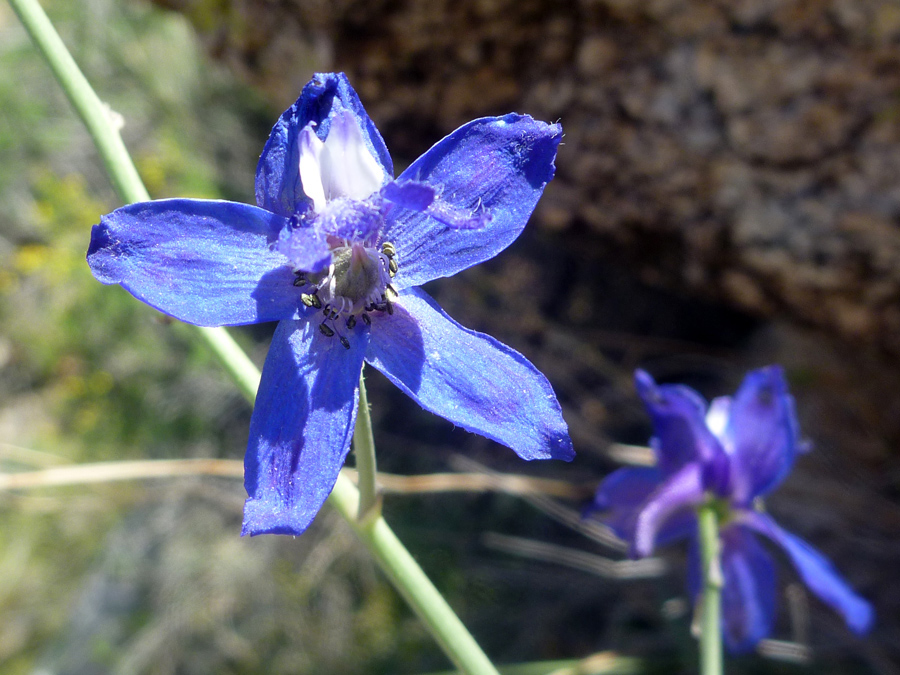 Five-petaled flower