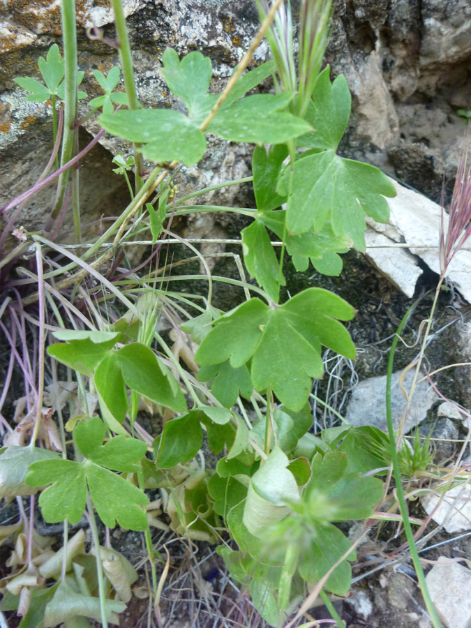 Green leaves