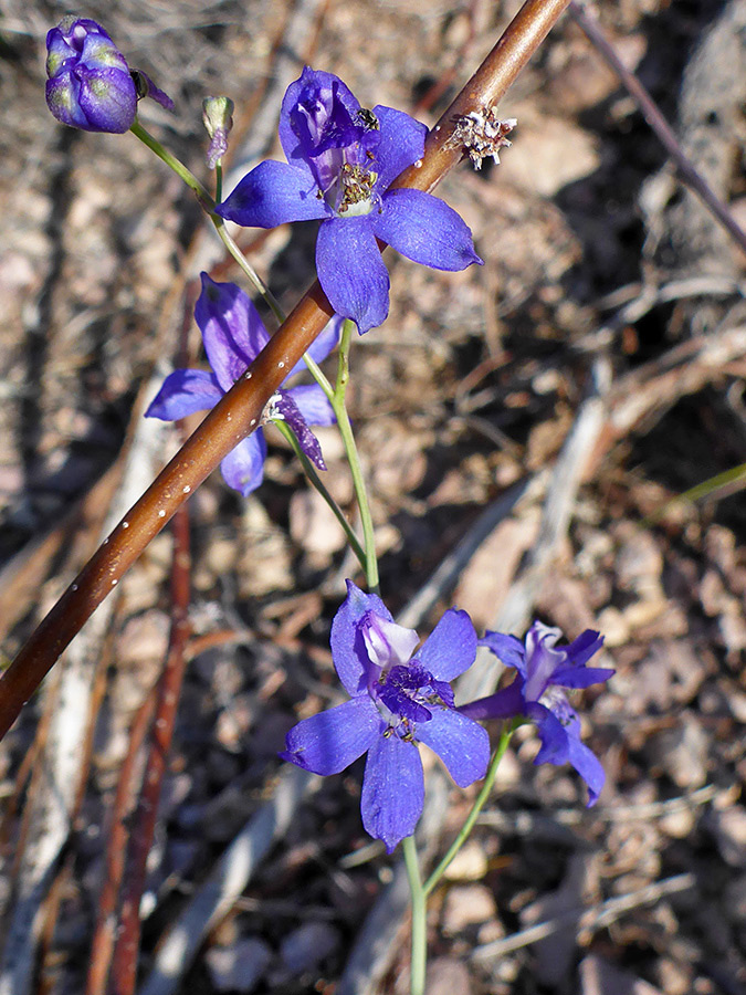 Brown stem