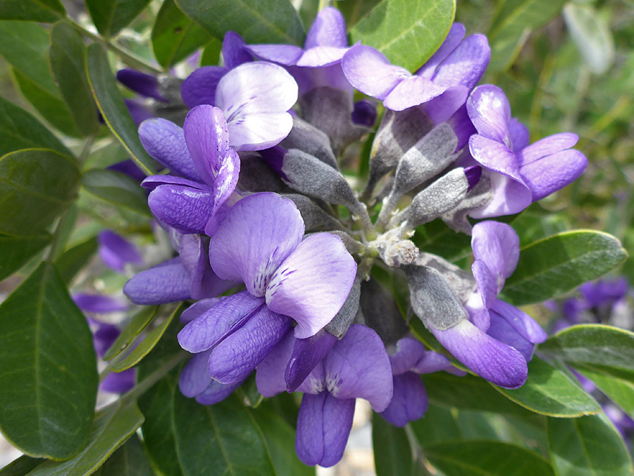 Flowers and leaves