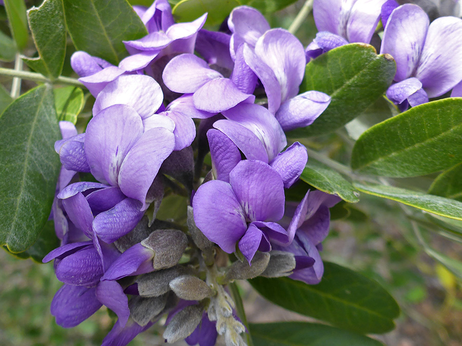 Purple petals