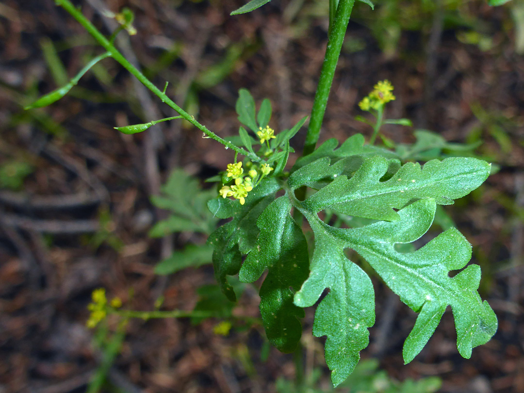 Lobed leaf