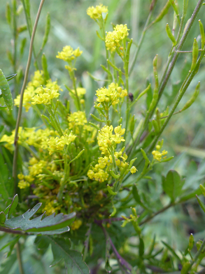 Inflorescence