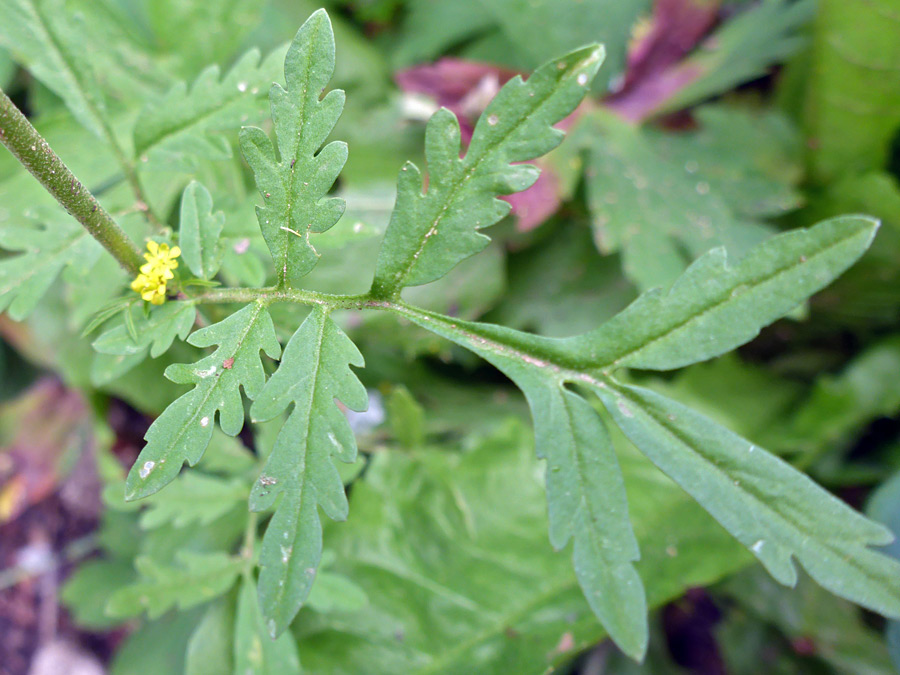 Compound leaf