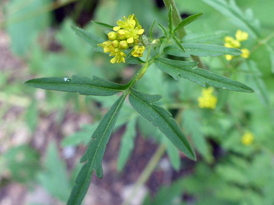 Flowers and leaves