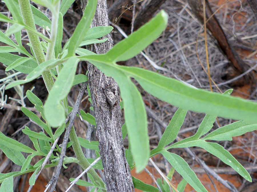 Lobed leaves