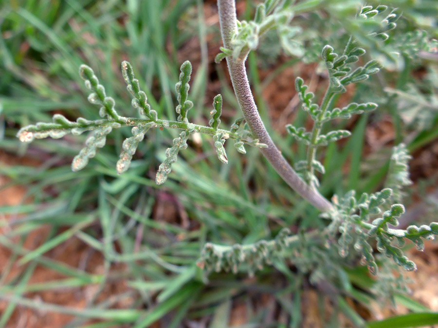 Cauline leaf