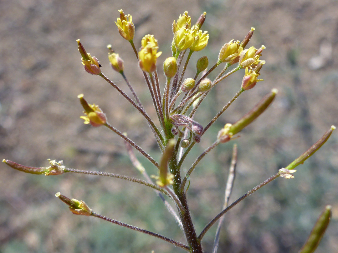 Fruits and flowers