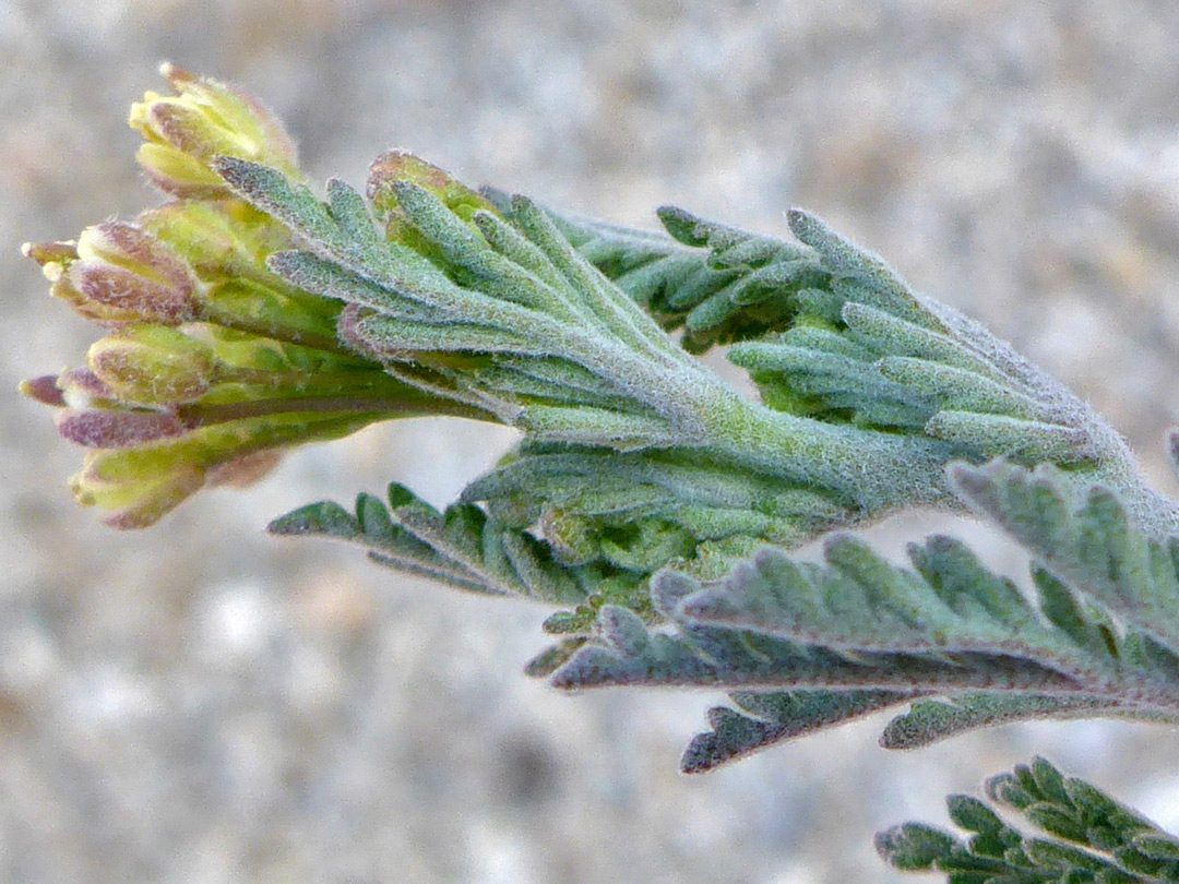 Developing inflorescence