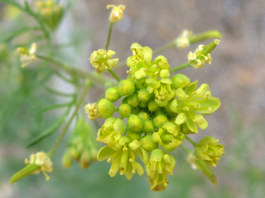 Top of a cluster