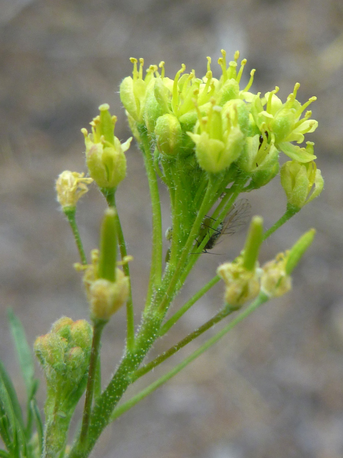 Greenish-yellow flowers