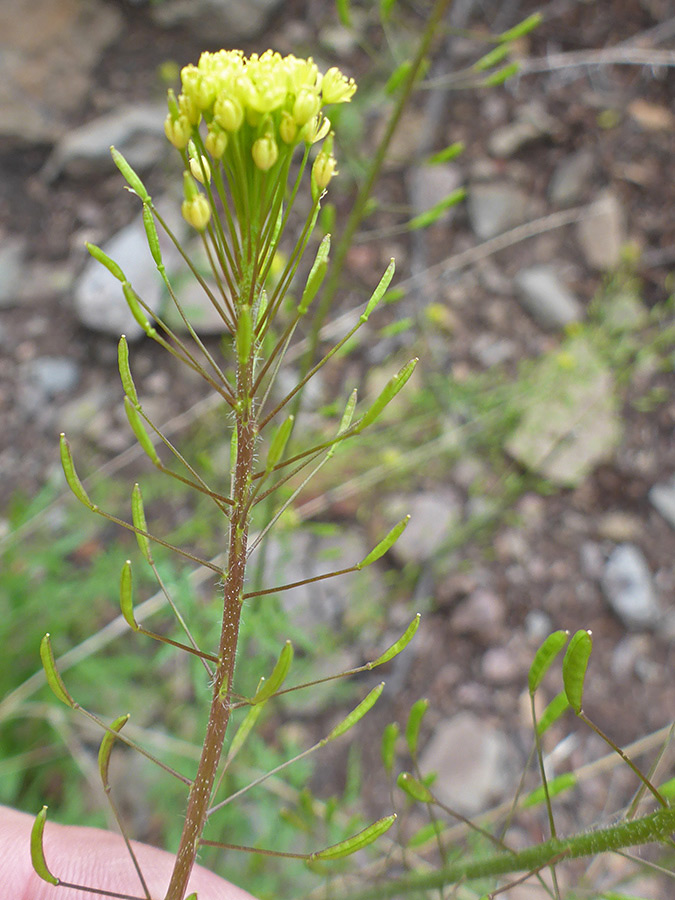 Flowers and fruits