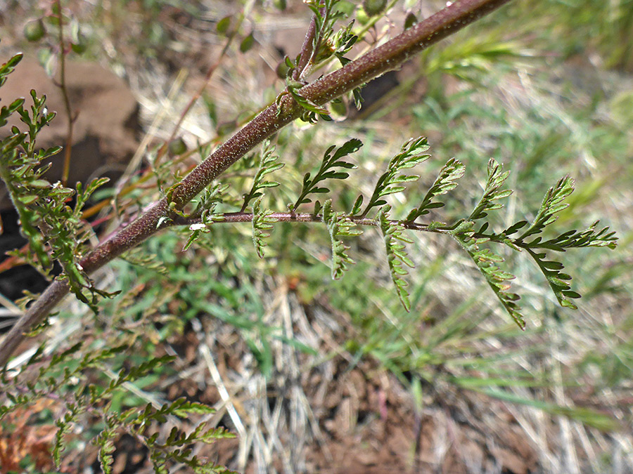 Stem and compound leaf