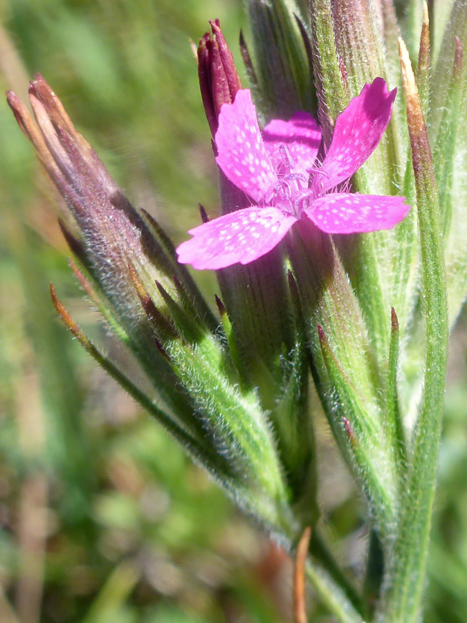 Flower and bracts