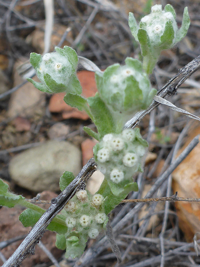 Woolly flowerheads