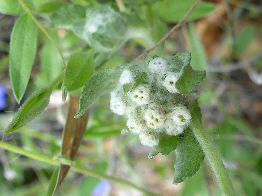 Flowers and leaves