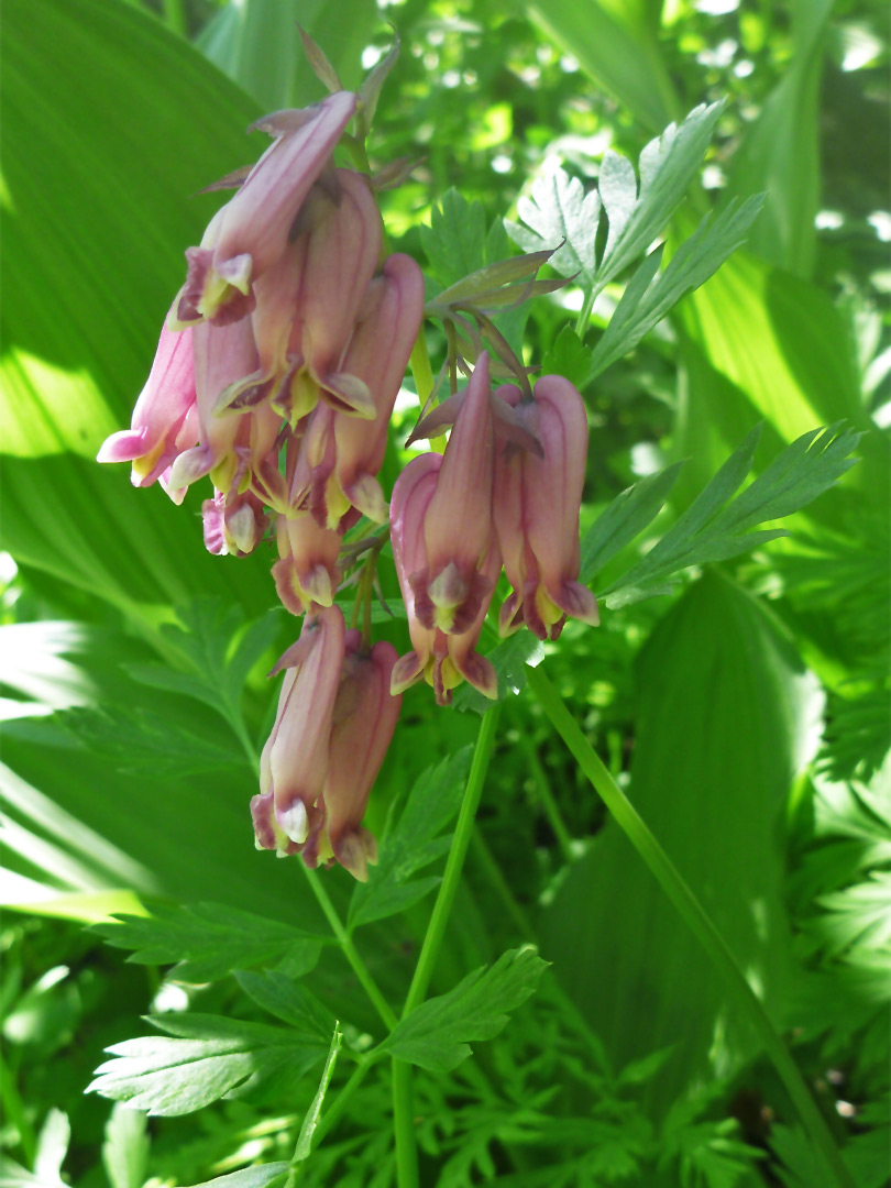 Elegant flowers