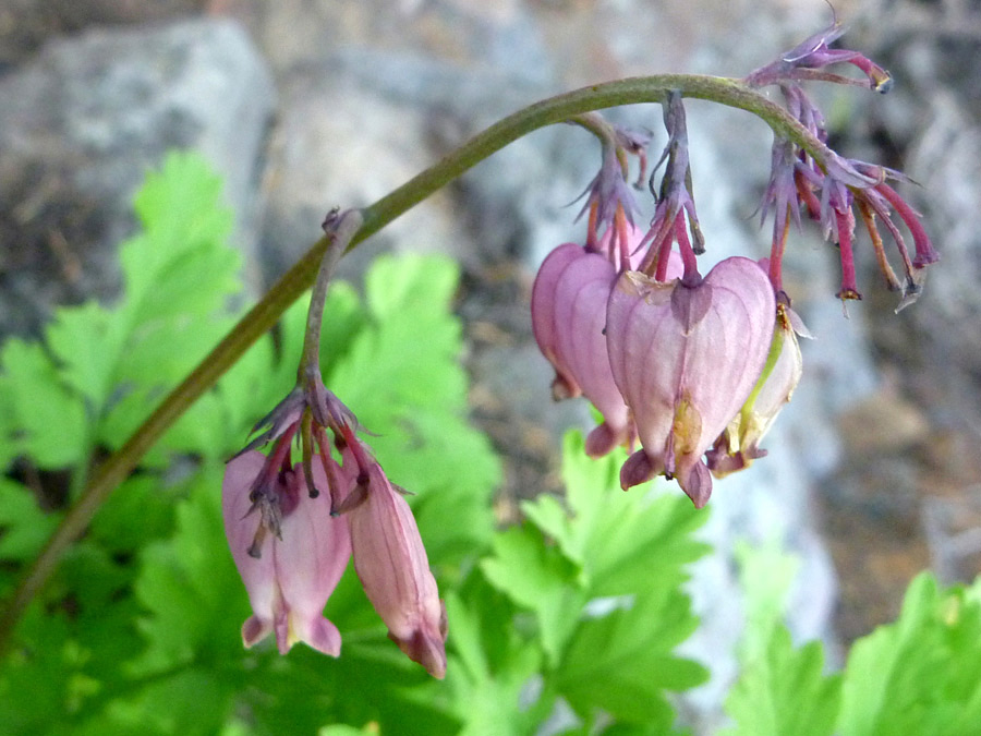 Pendent flowers