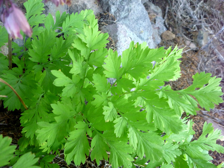 Light green leaves