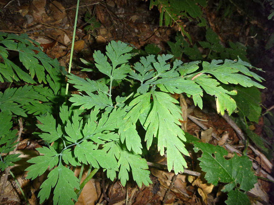 Foliage