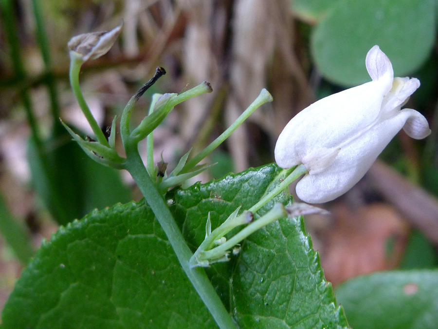 White flower