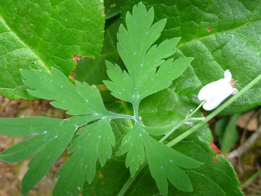 Compound leaf