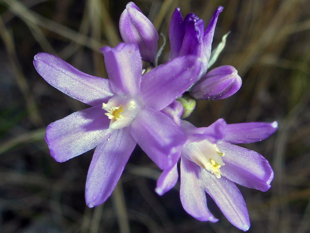 Buds and flowers