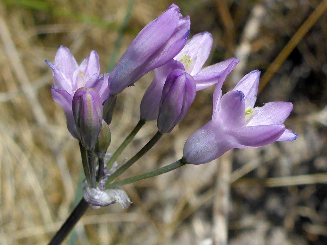 Pale purple flowers