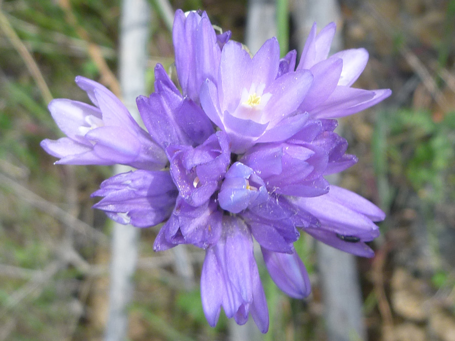 Bluish-purple flowers