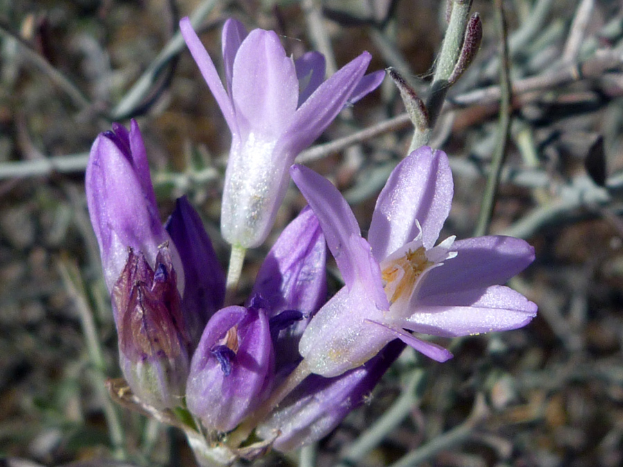 Withering flowers