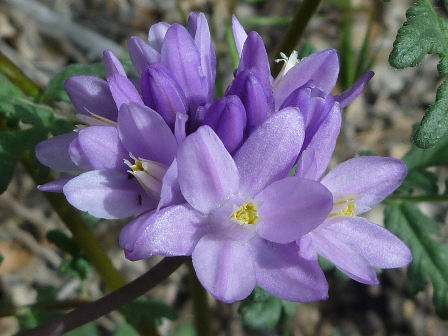 Dichelostemma Capitatum