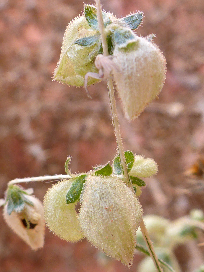 Flowering stem