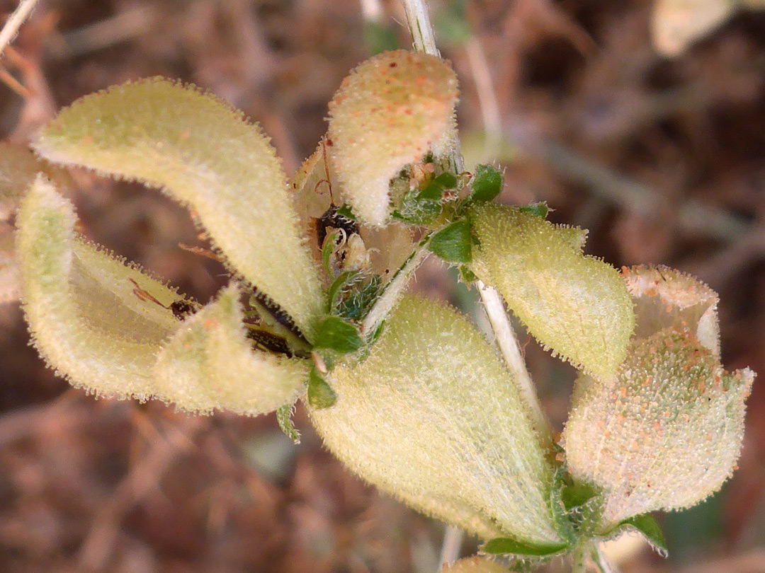 Hairy flowers