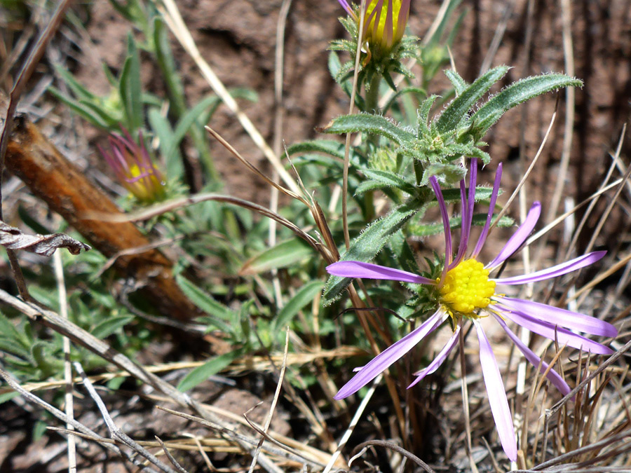 Developing flowerhead