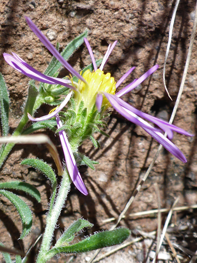 Glandular phyllaries